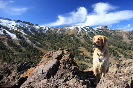 A happy golden retriever in front of a ski area in Kirkwood, California.の写真素材