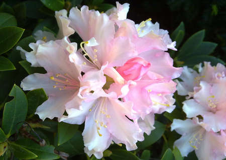 Rhododendron in full color, pinkの写真素材