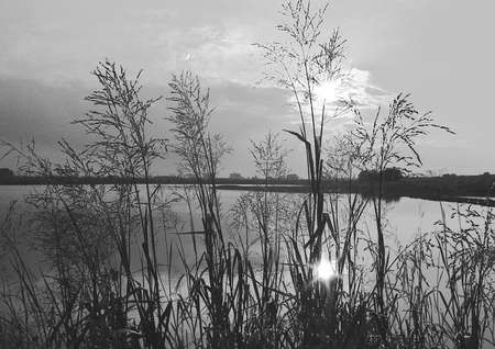 Reed in backlghtの写真素材