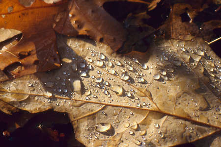 colloured autumn leavesの写真素材