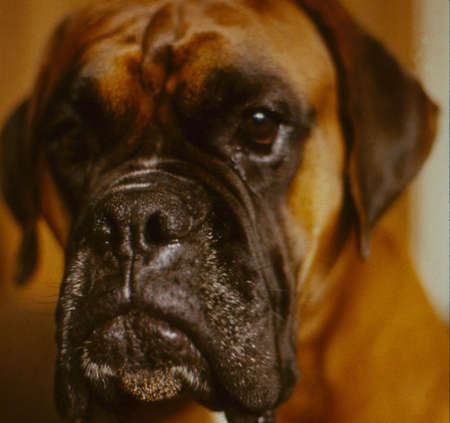 portrait of a purebred boxer の写真素材