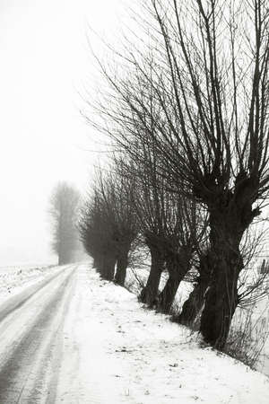 Row of willows in the winter along a snowy roadの写真素材