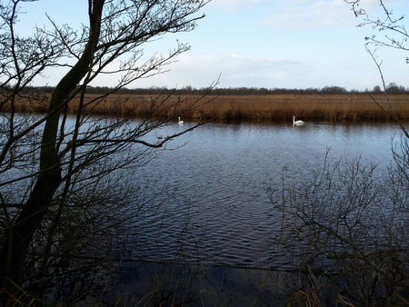 Swans in the north of the Netherlandsの写真素材