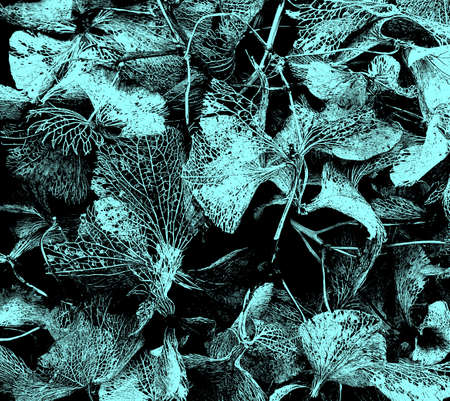 Graphic in blue and black from a hydrangea picture.の写真素材