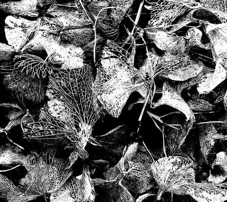 Hydrangea in wintertime in black and whiteの写真素材