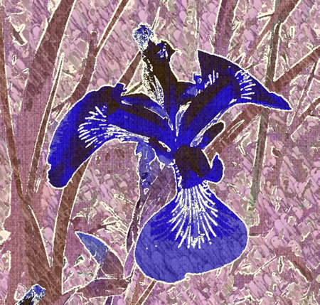 Iris or lis in blueの写真素材