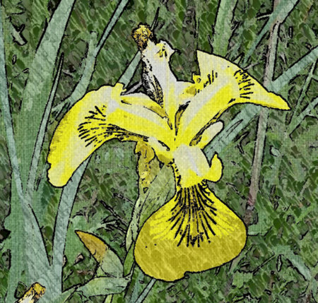 Yellow Iris as a drawingの写真素材