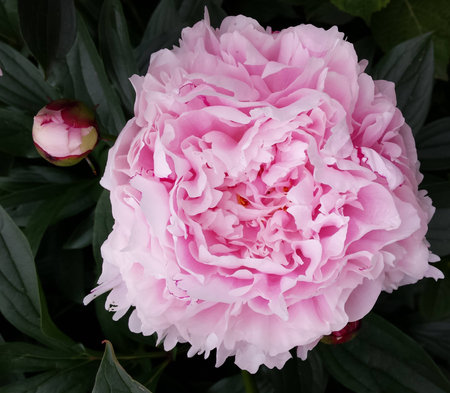 New peony flowerの写真素材