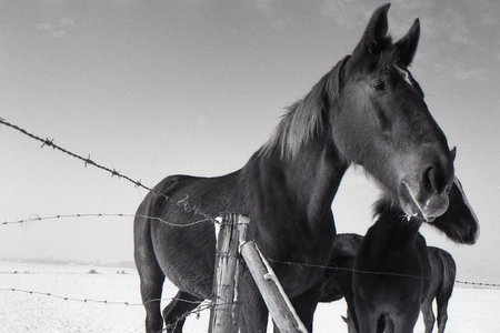 Horses in winterの写真素材