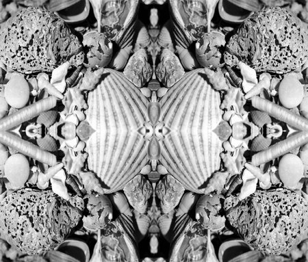 shells, as a tile.の写真素材