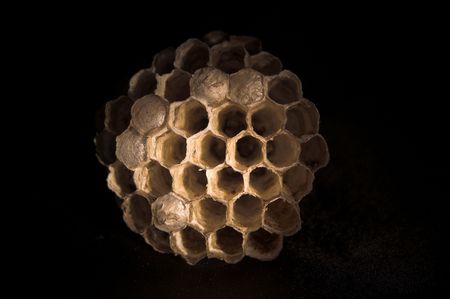 A paper wasps nest with live young inside combs.の写真素材