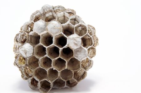 A paper wasps nest with live young inside combs.の写真素材