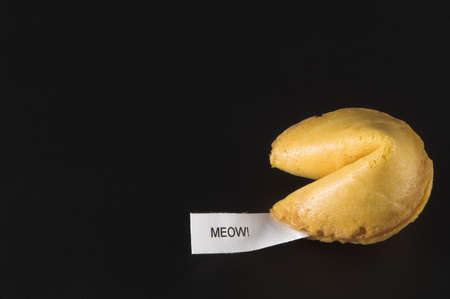 Fortune Cookie - Meow!の写真素材