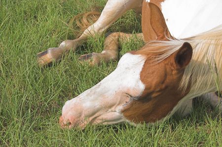A tired horse laying in a grassy pastrure.の写真素材