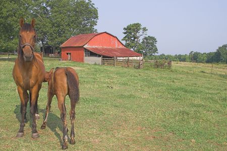 A mother horse and her young foal.の写真素材