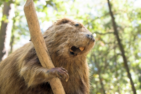 A wild beaver taking a break from chewing a stick.の写真素材