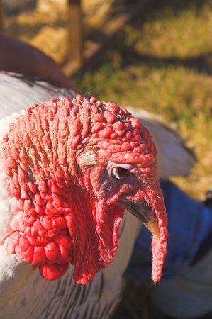 A close-up view of a large domesticated turkey.の写真素材