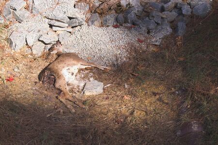 A dead deer in a ditch on the side of a road.の写真素材