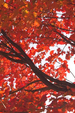Beautiful fall colors on an autumn afternoon.