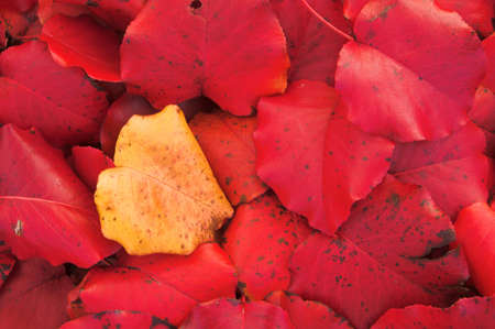 Beautiful fall colors on an autumn afternoon.の写真素材