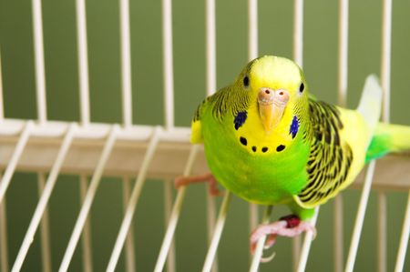 A small, colorful and exotic tropical parakeet.