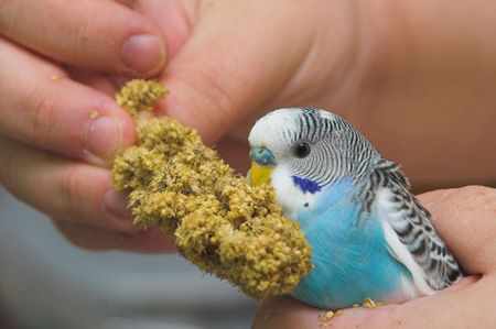 A verycolorful and exotic tropical parakeet.の写真素材