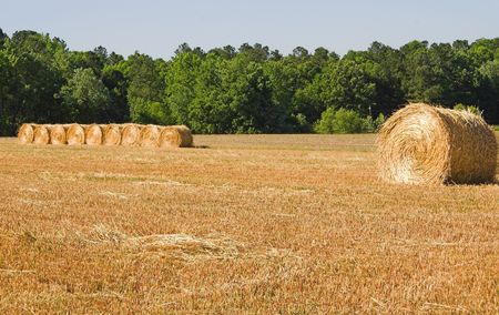 Large bales of freshly cut wheat hay.