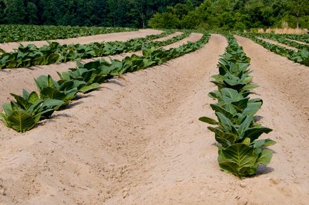 Healthy tobacco plants on a farm field.の写真素材