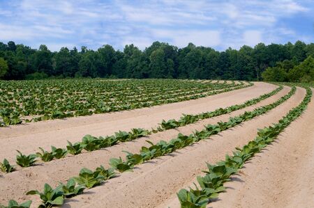 Healthy tobacco plants on a farm field.の写真素材