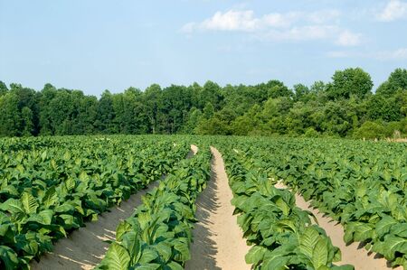 Healthy tobacco plants on a farm field.の写真素材