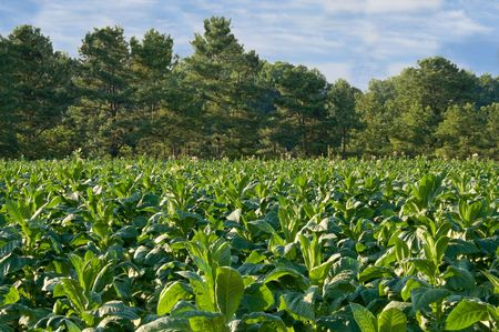 Healthy tobacco plants on a farm field.の写真素材