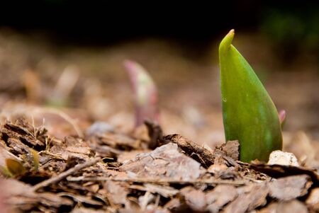 A young tulip sprout poking through the earth.