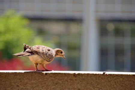 A Morning Dove looking over the ledge of a building.の写真素材