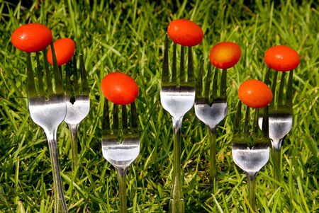 Cherry tomatoes growing on forks in a field.の写真素材