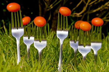 Cherry tomatoes growing on forks in a field.の写真素材