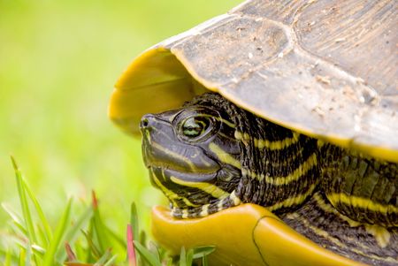 The aquatic anphibian known as the painted turtle.