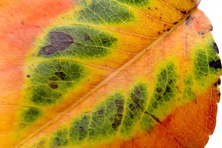 A colorful leaf from an autumn tree.の写真素材