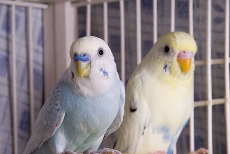 A small colorful and exotic tropical parakeet.