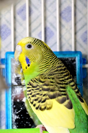 A very colorful and exotic tropical parakeet.
