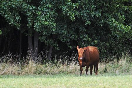 A cow grazing in a pasture of grassの写真素材