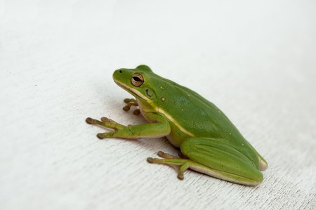 A small green tree frog on a wallの写真素材