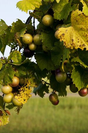 Delicious muscadine scuppernong grapes on a vineの写真素材