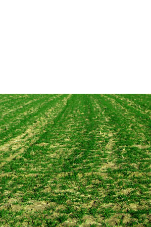 A large grassy field on a sunny day