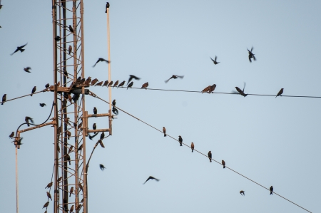 Wild birds sitting on high tension guide wiresの写真素材