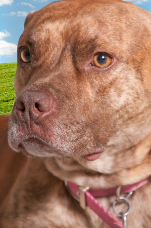 Very cute little Pit Bull Terrier mix dogの写真素材