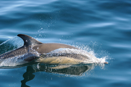 Whale and dolphin watching from boat in patagonia, Argentina, on October 1, 2016の写真素材