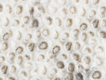 An interesting texture from a closeup of coral rockの写真素材