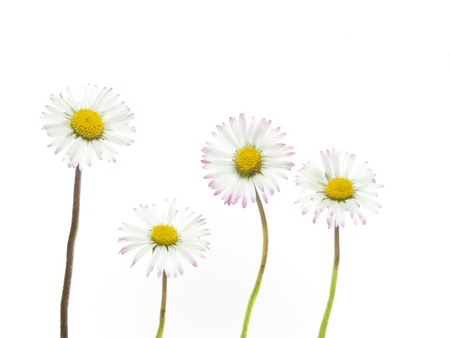spring daisies on white background の写真素材