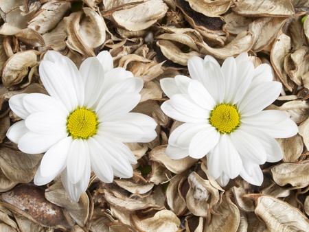 white daisies on leavesの写真素材