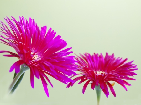 bright red flowers in spring gardenの写真素材